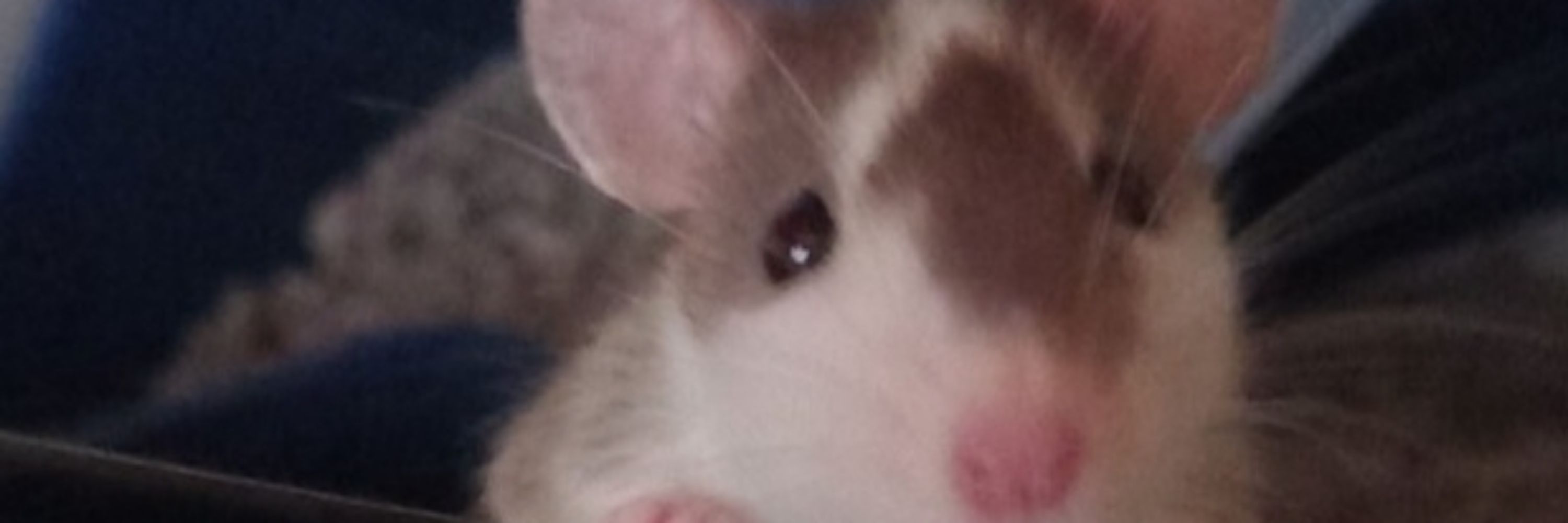 The account with Ratitude 🐀 