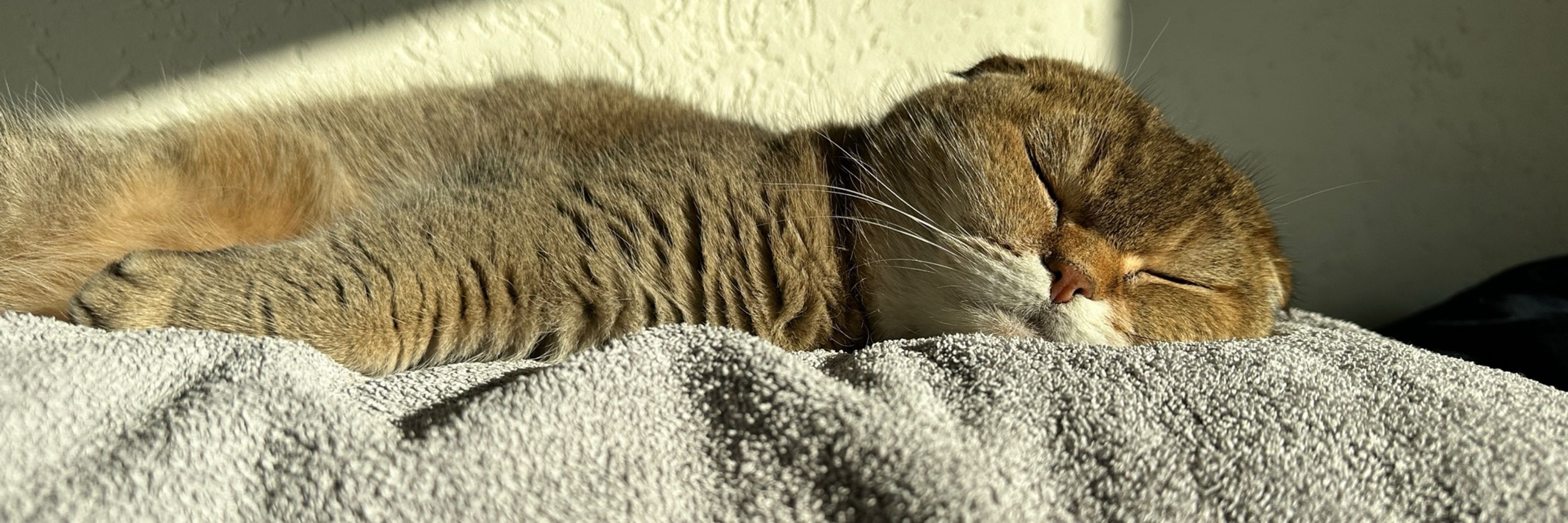 Noodles the Cat