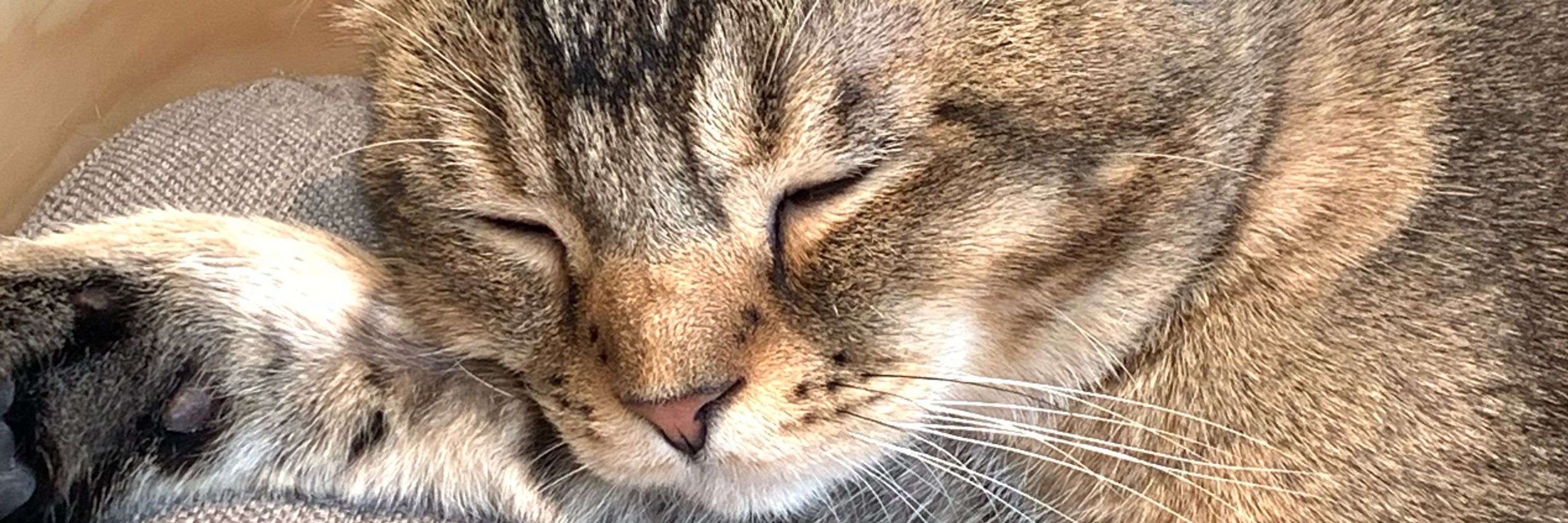 つきねこ