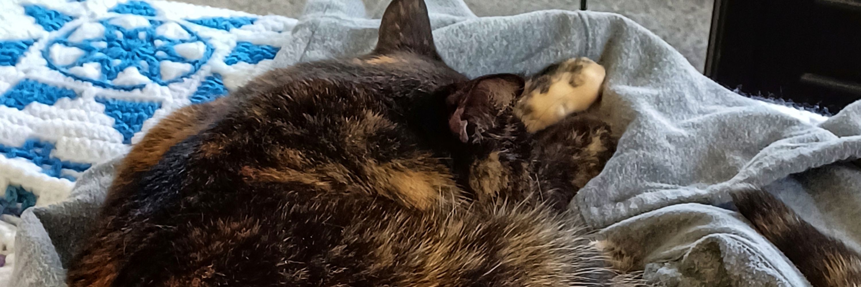 Tasha The Tortie