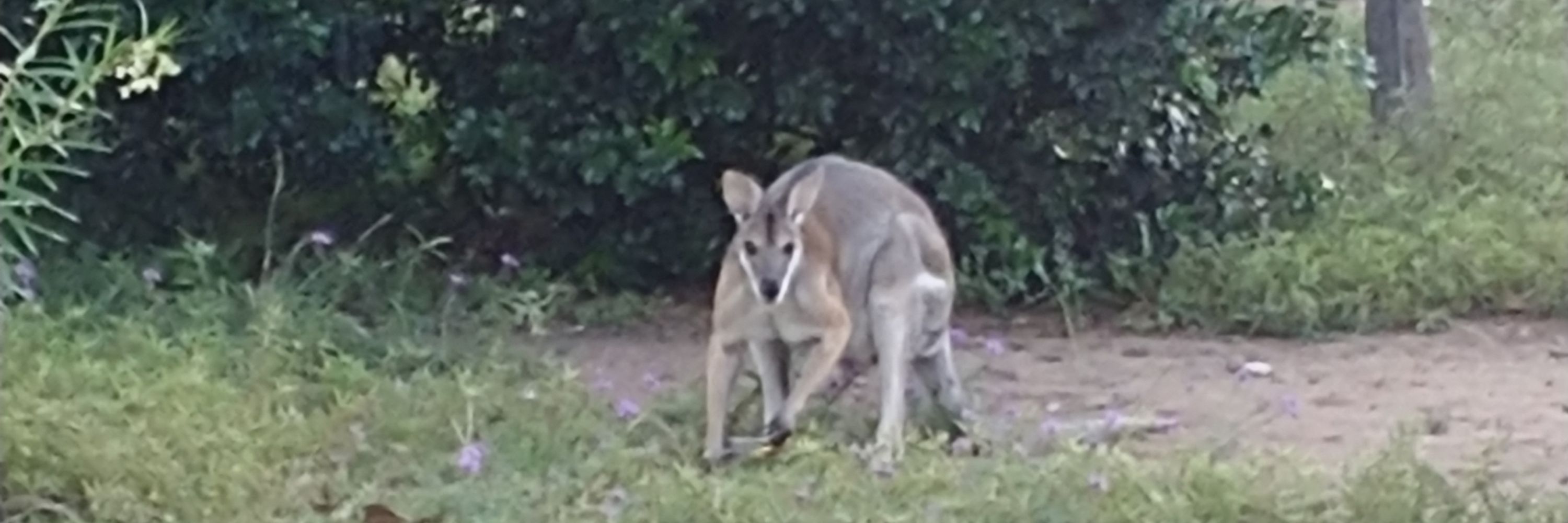 Wattlebird Woods Nature and Naturist retreat.
