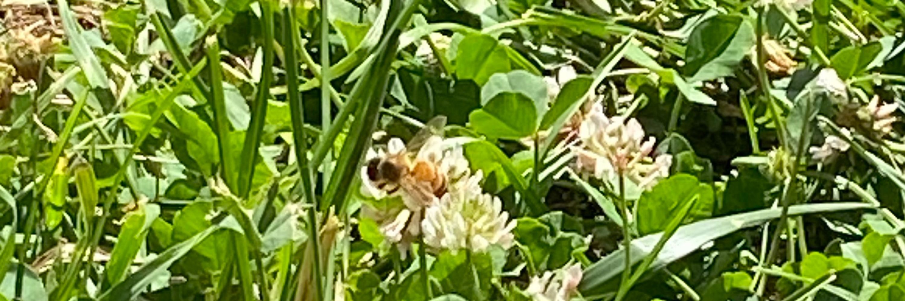 Qing Bee!!🌻🐝