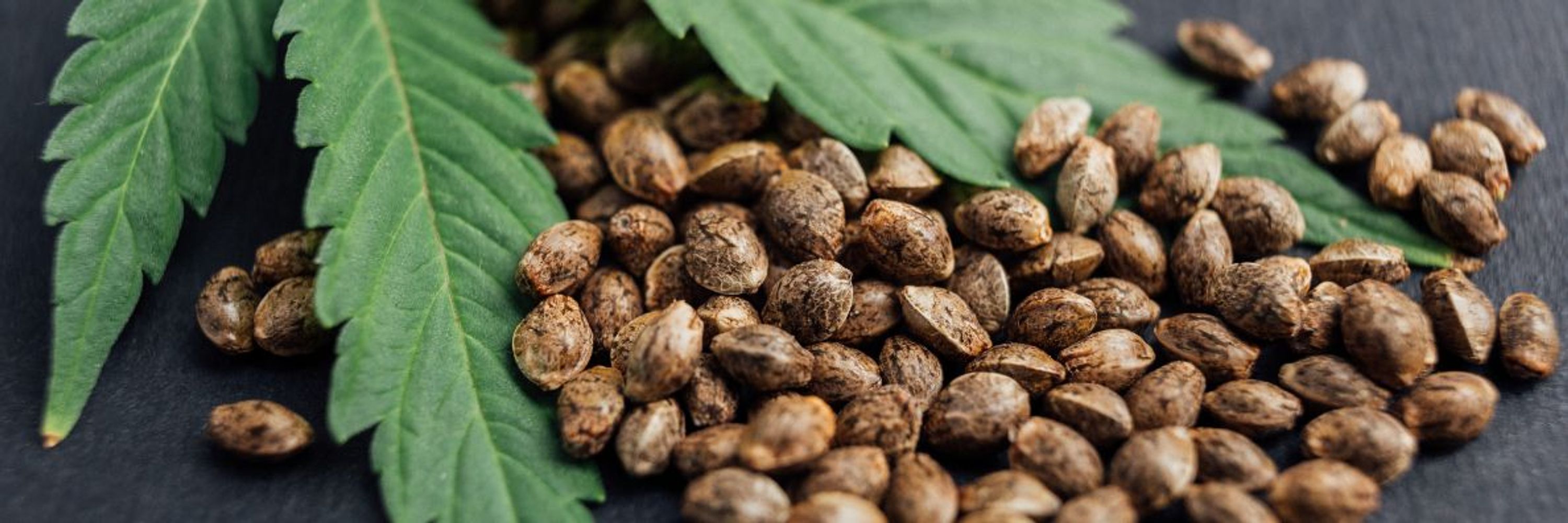 Blimburn Seeds