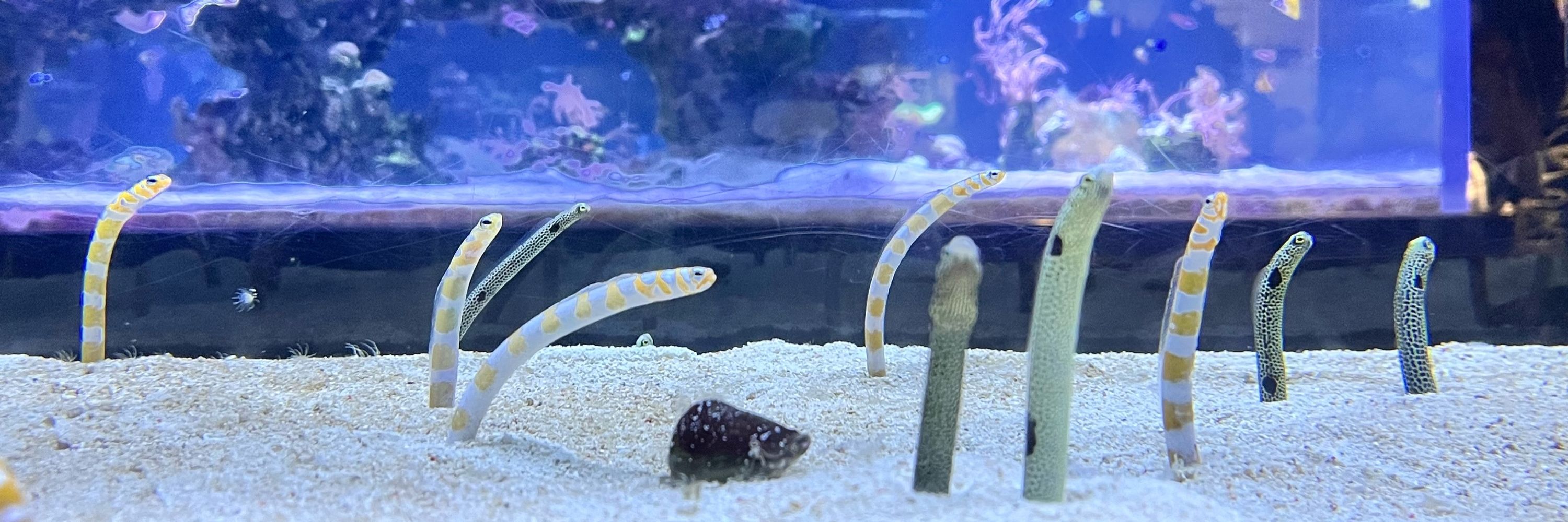 こた