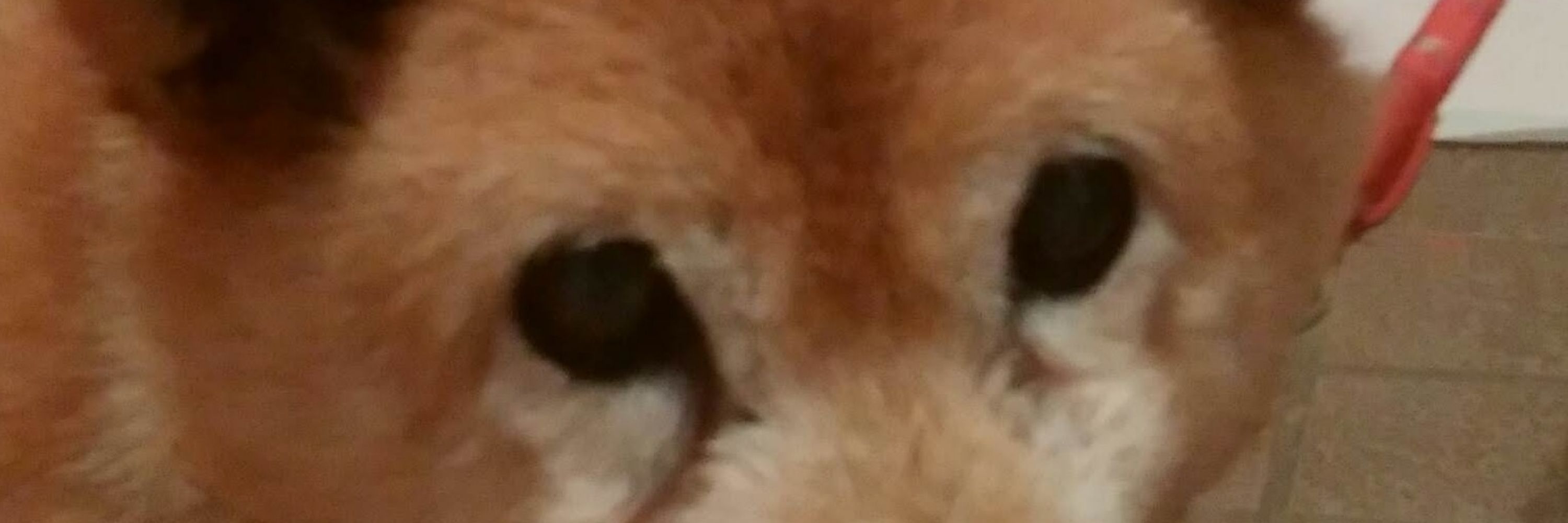 ユッキー