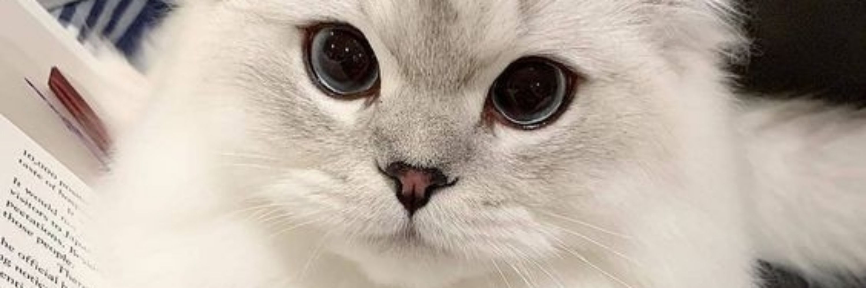 XiaoLian