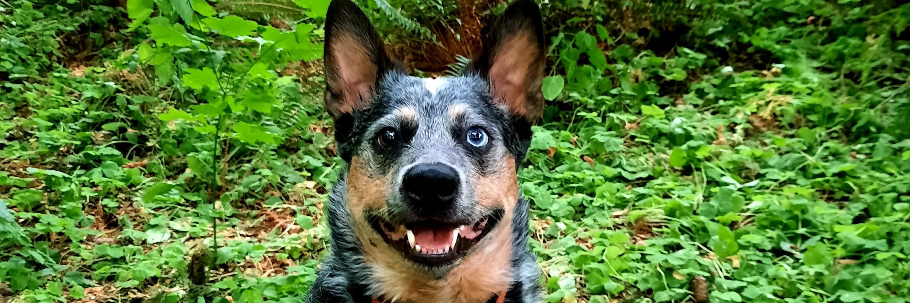 Blue Paw