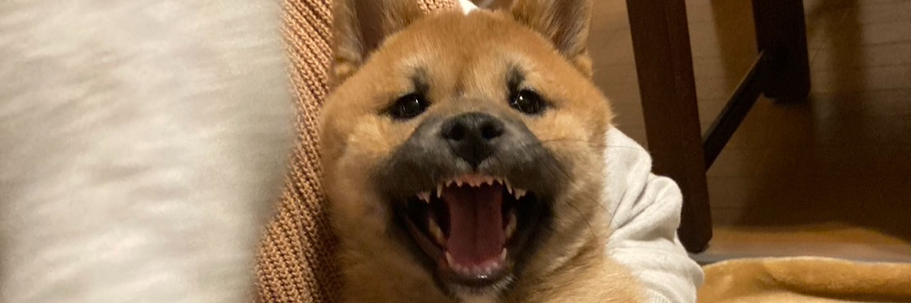 とりい