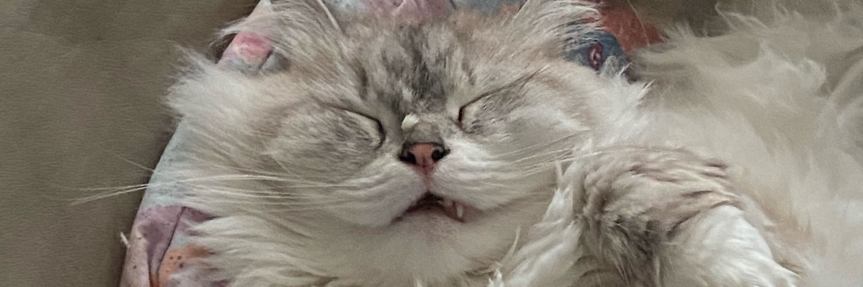 Chonky