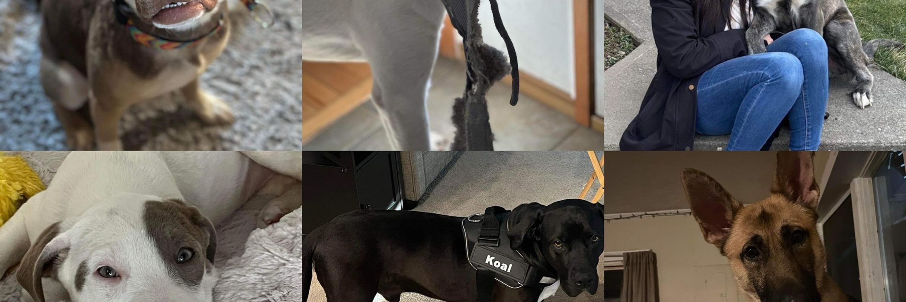 RADD Dog Rescue