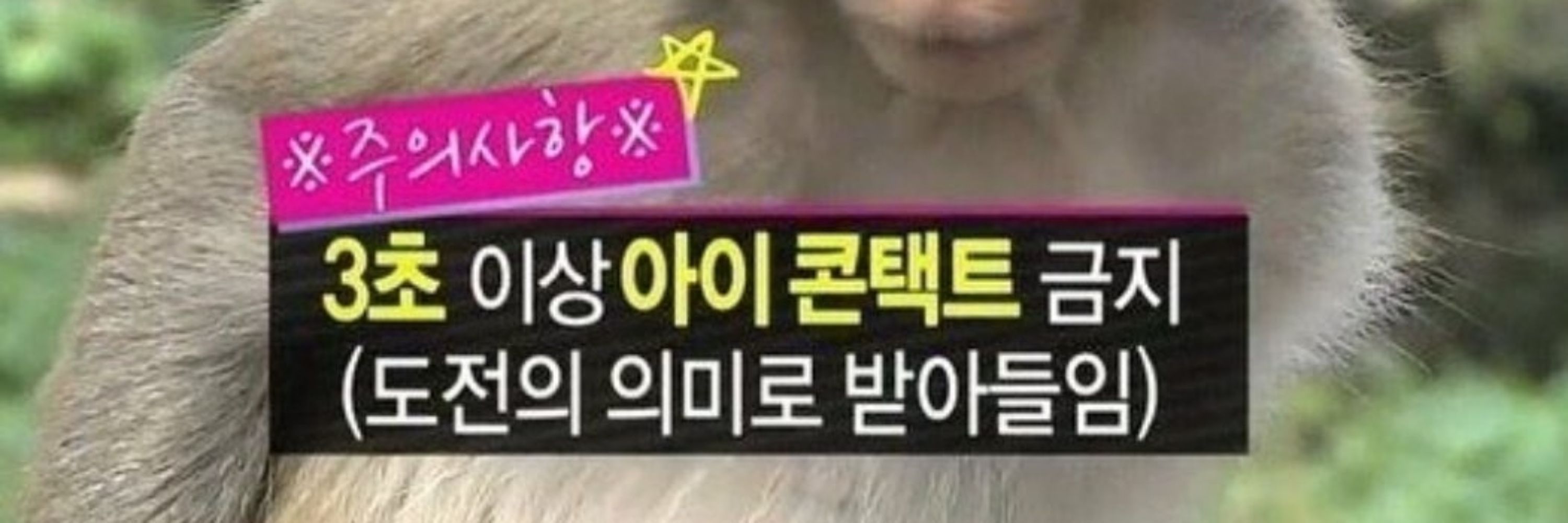 람보의 삶