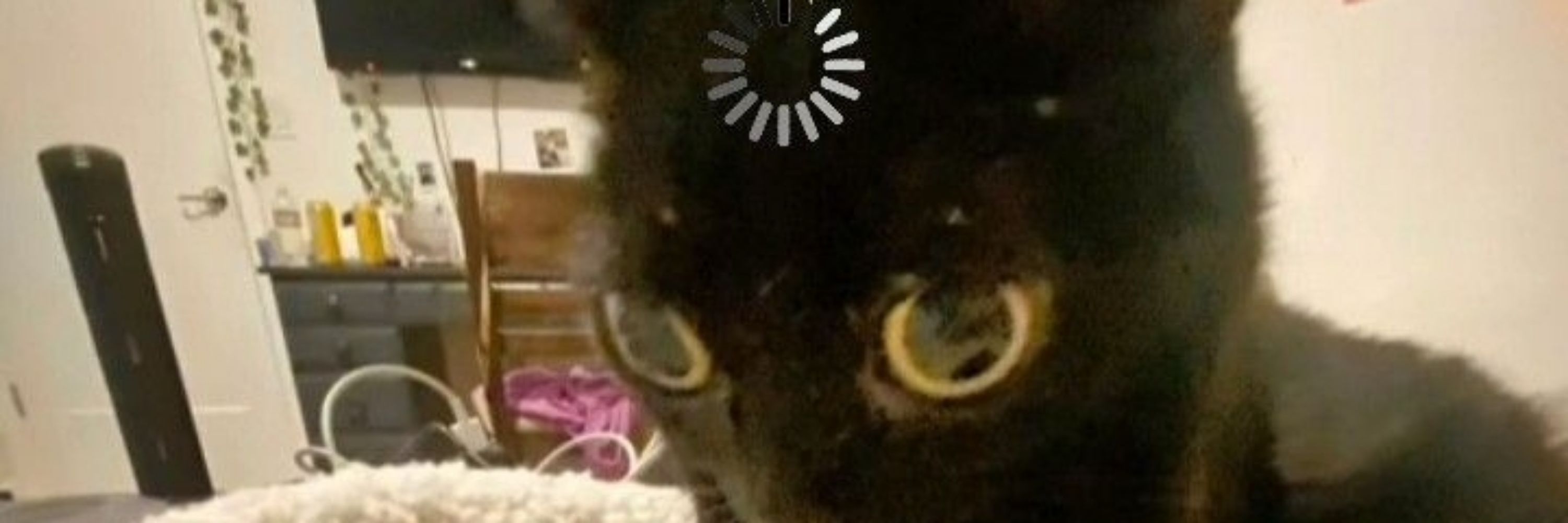 cattune