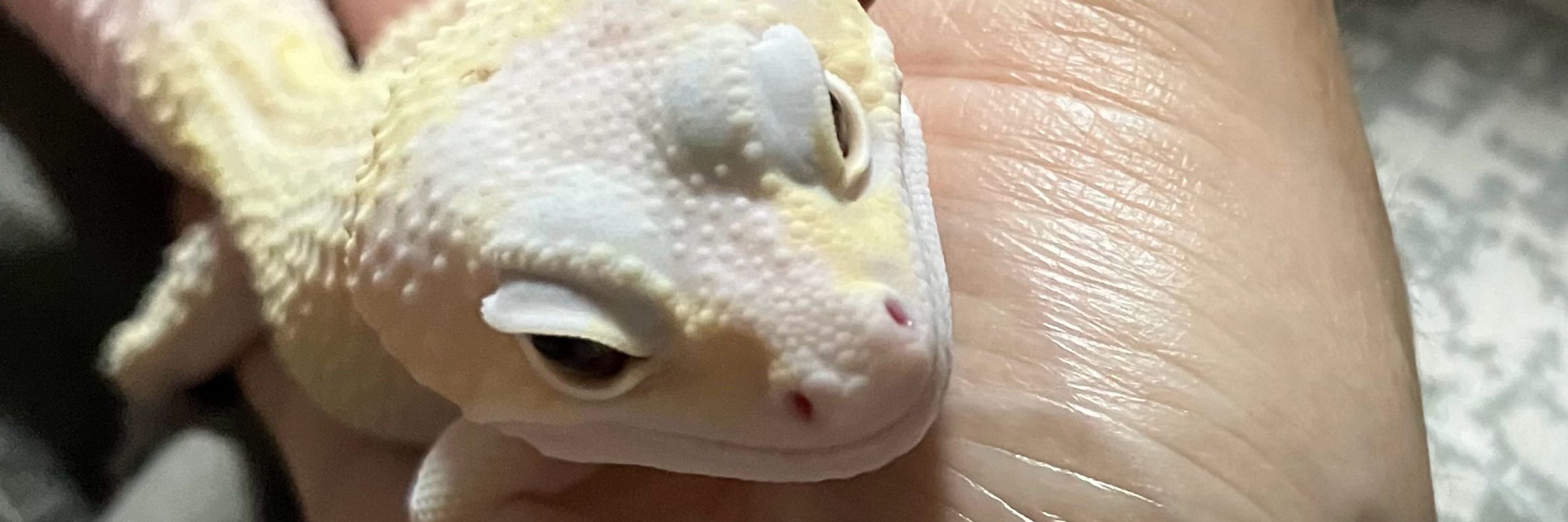 やす子