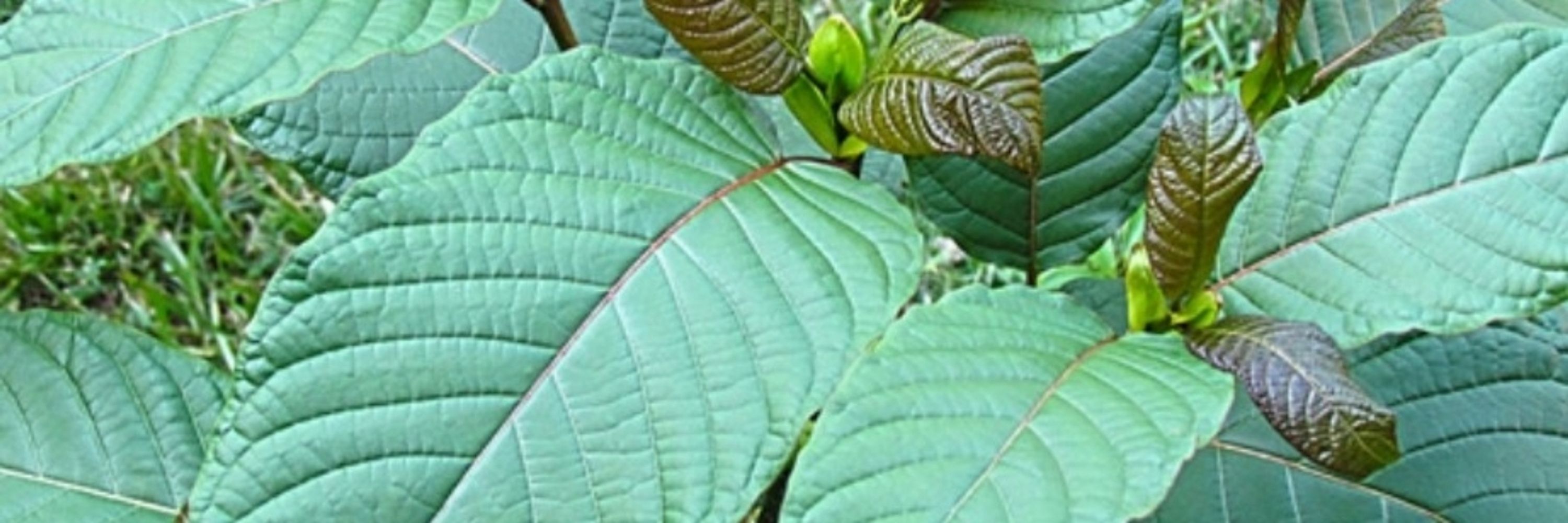 Kratomlove