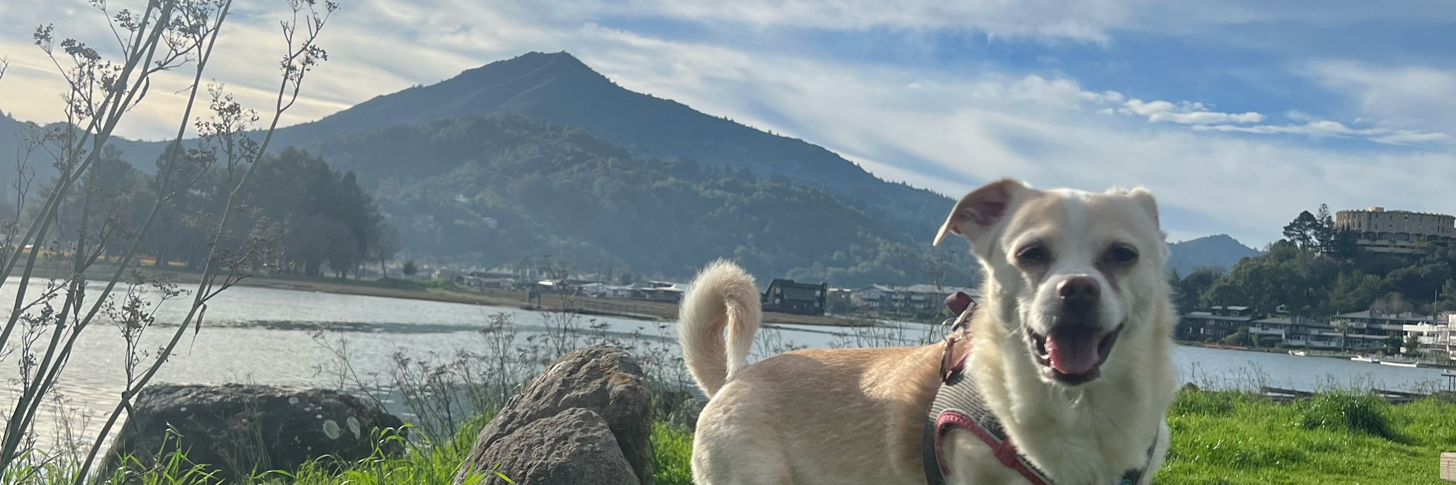 mydogwontbite