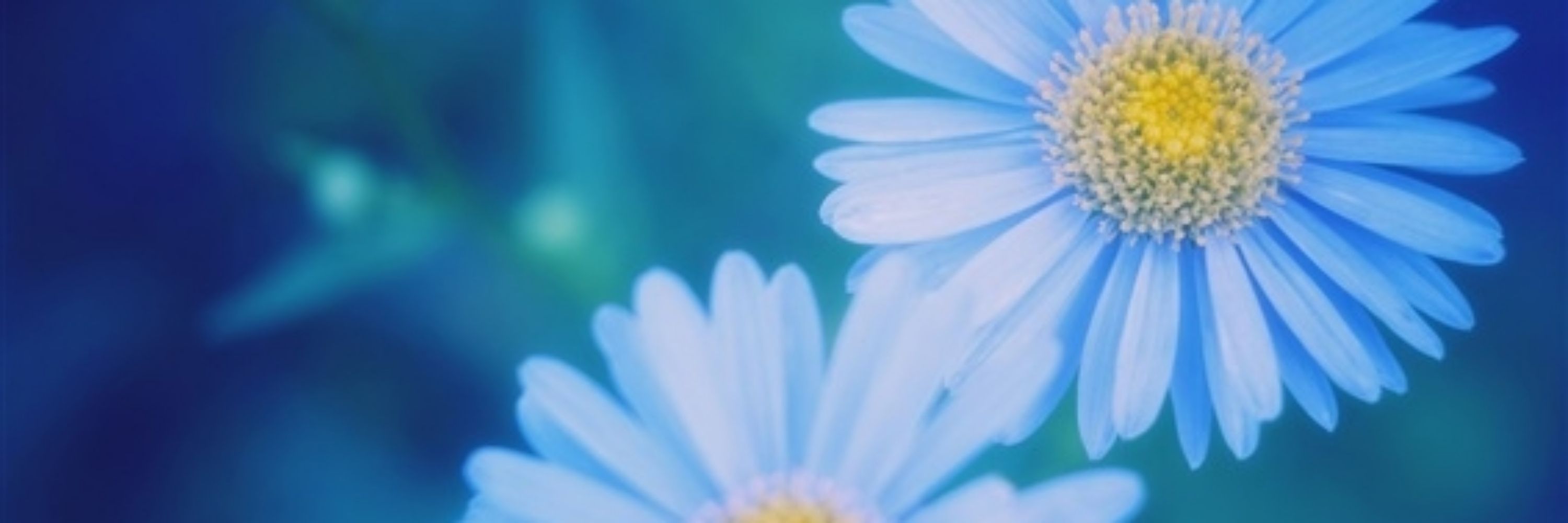 blue daisy