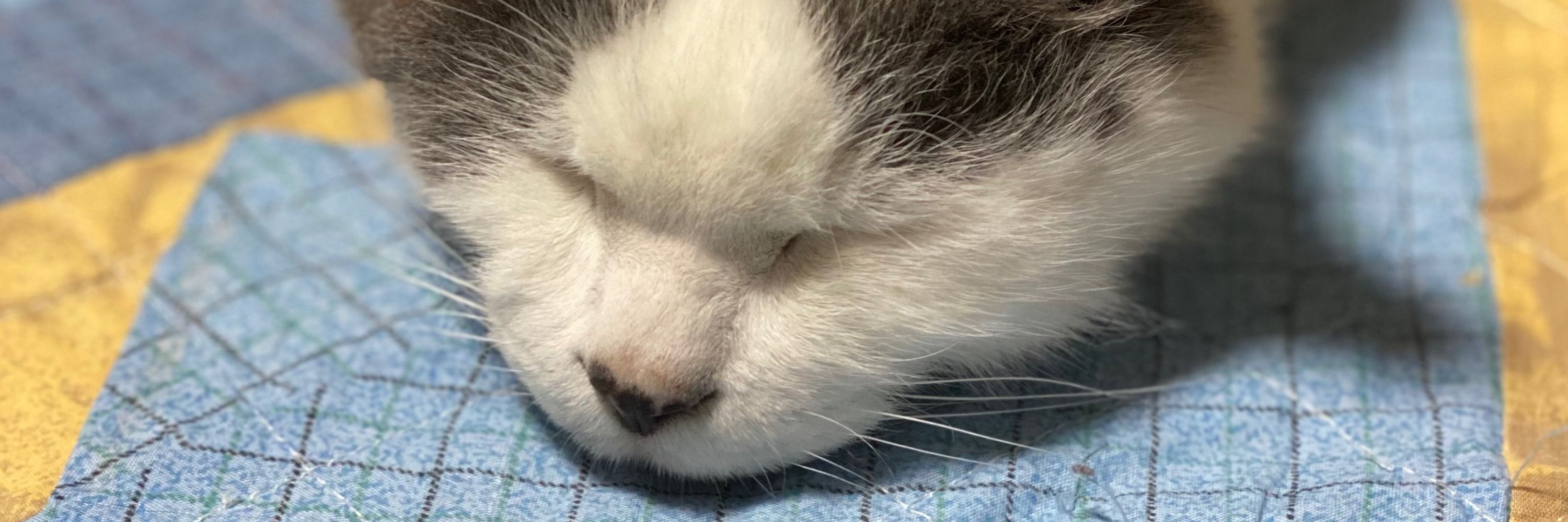 くぅにゃこ