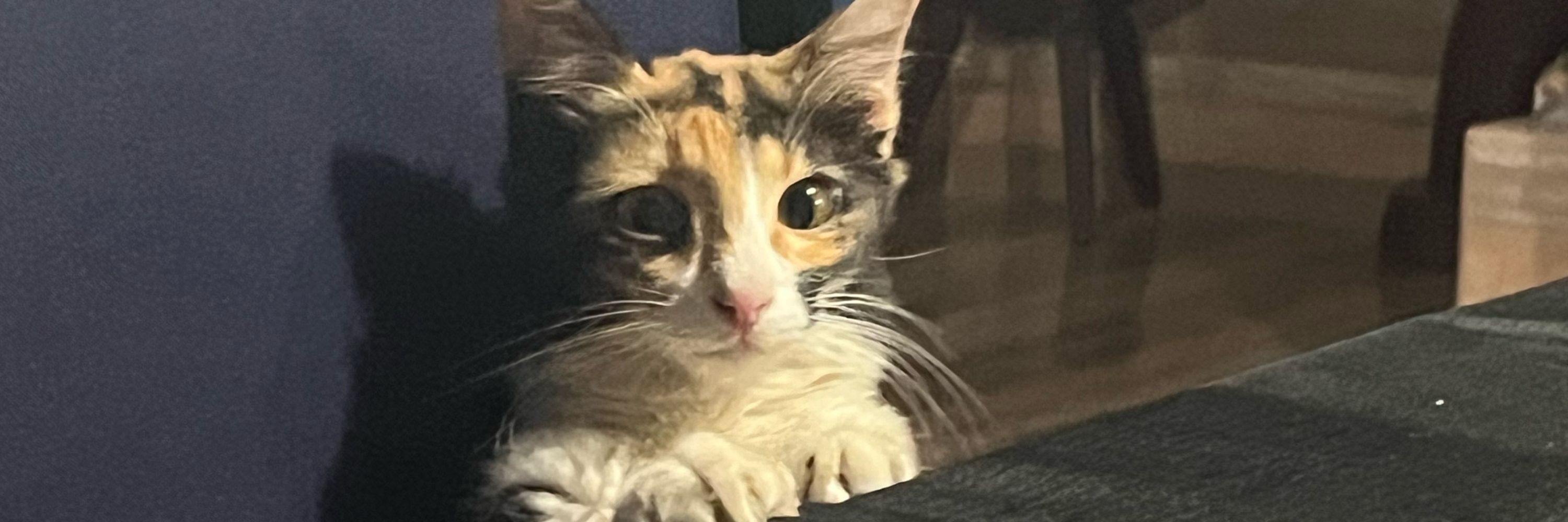 Ellen