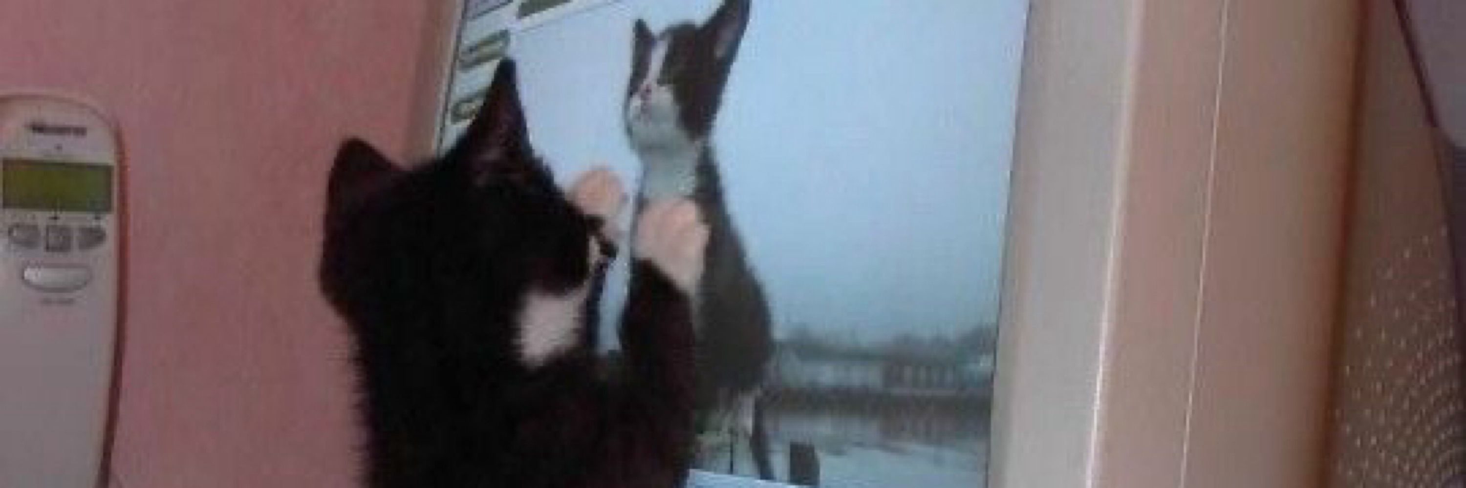 kittie