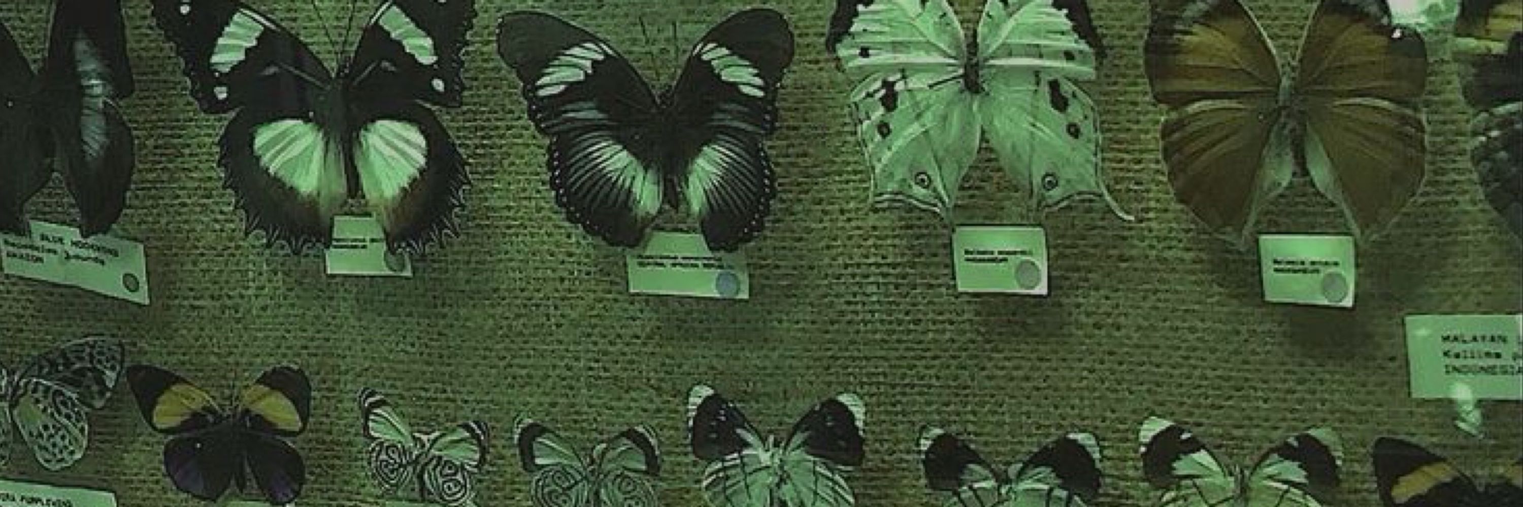 Amelie.”•☥