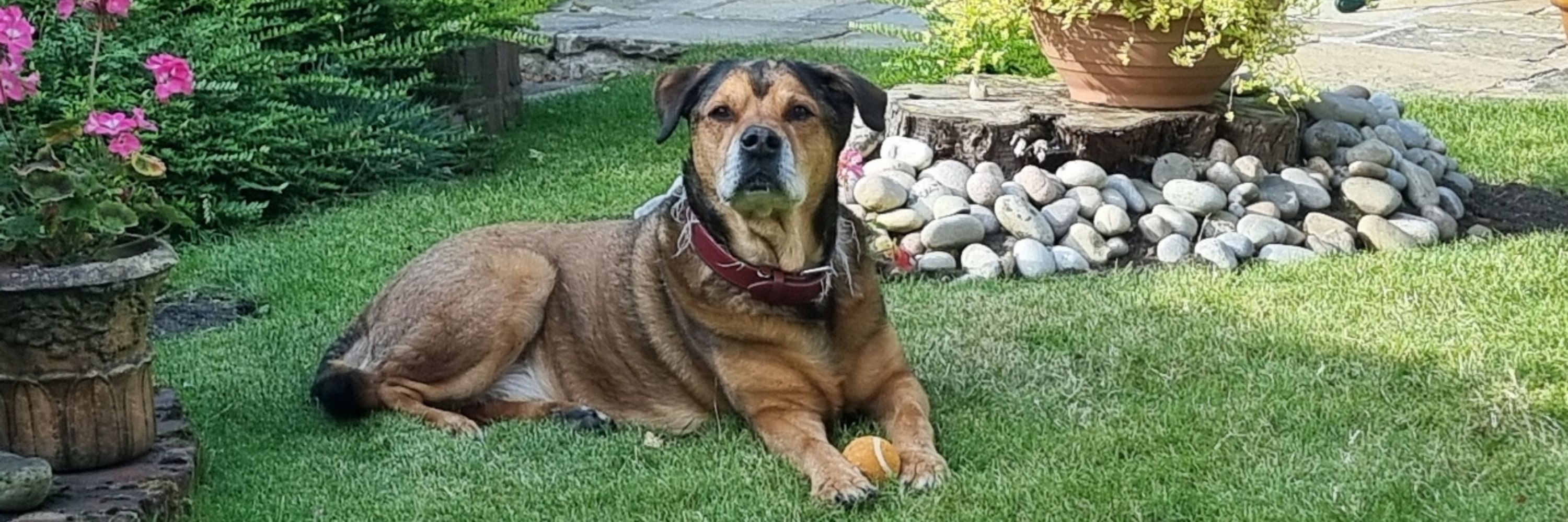 BEX