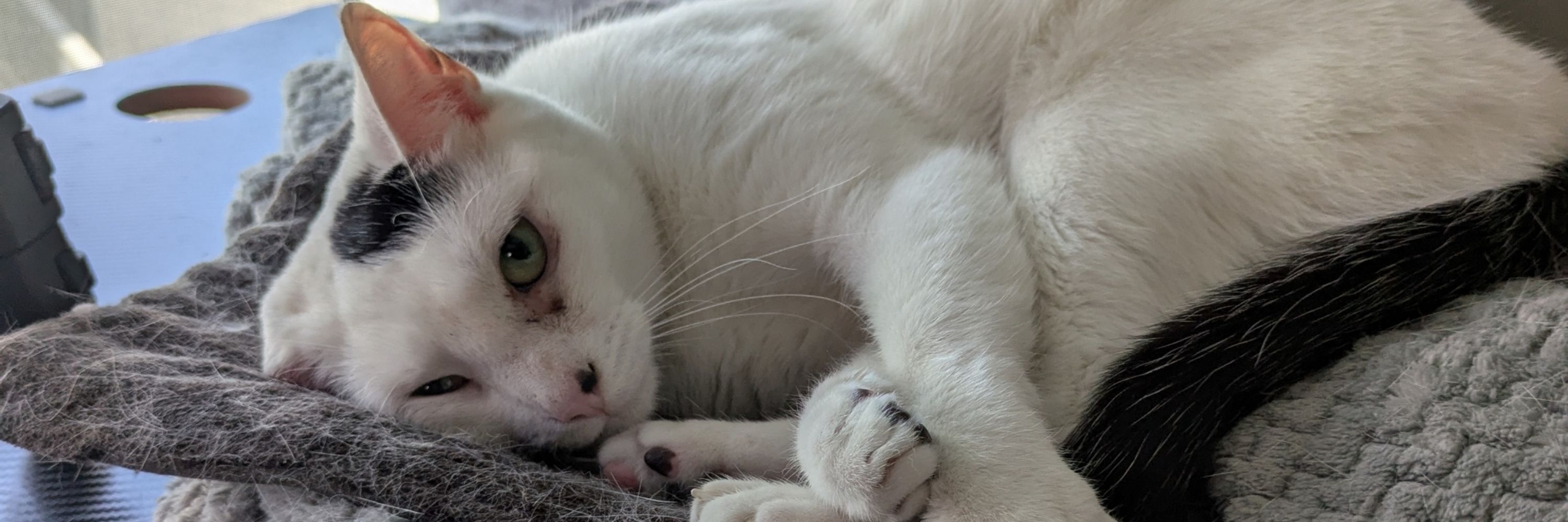 Eevee the cat