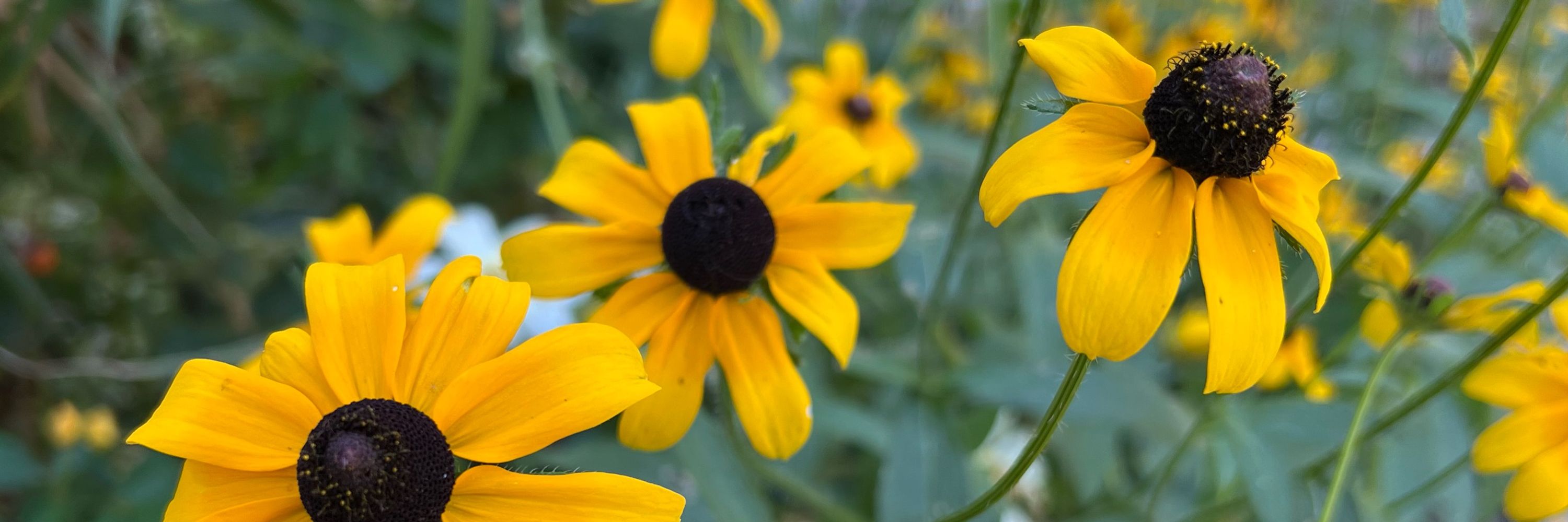 Novice Native Gardener in Central Illinois