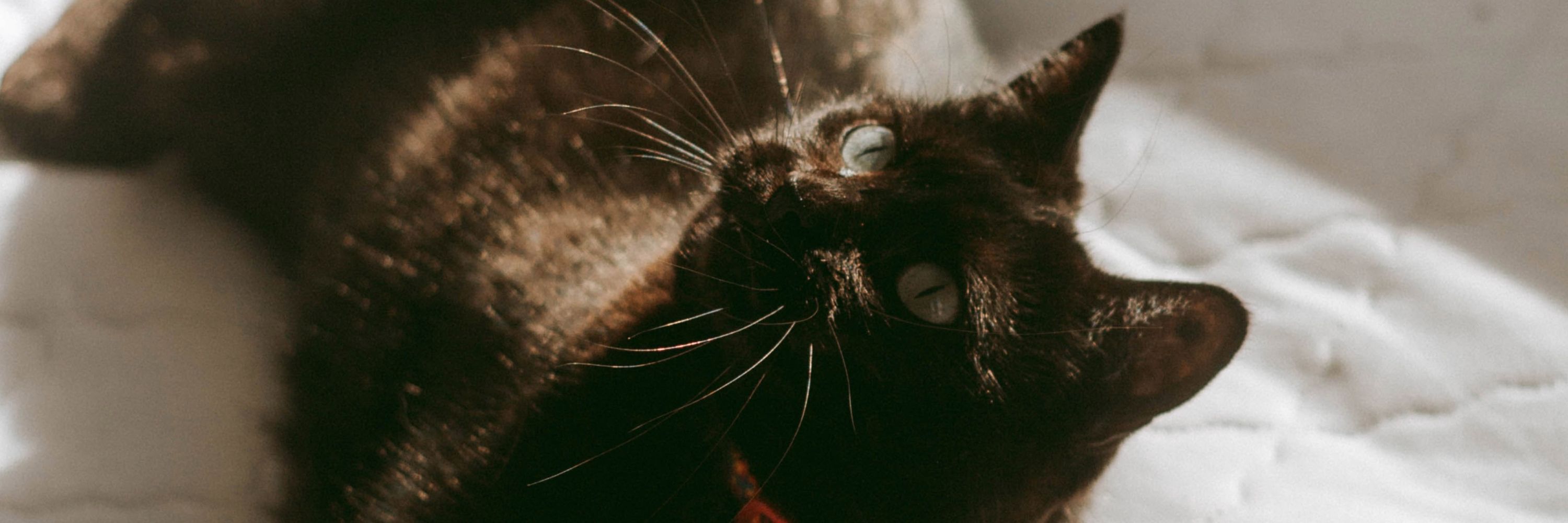 canngov 😻