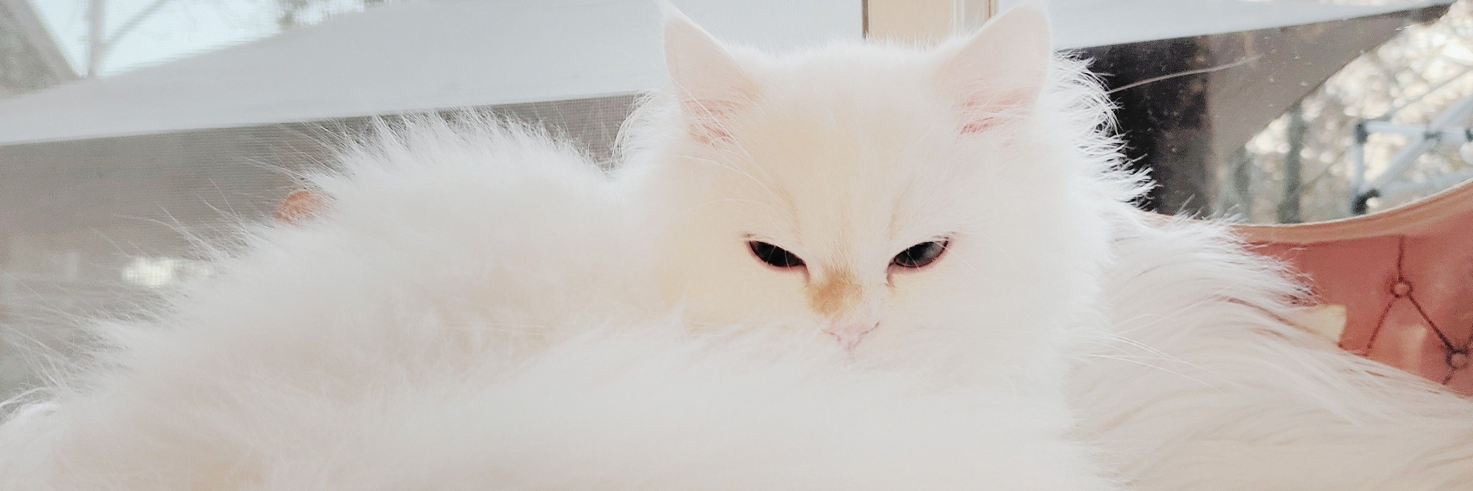 macha