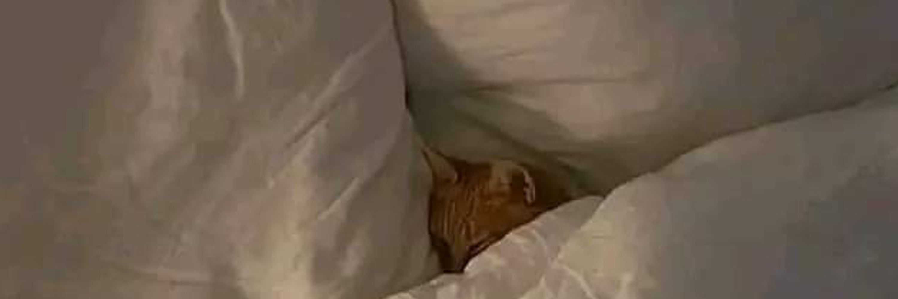 CatCrazed😺🇵🇸🪶☮️🕊️🌲🌈 💙🐾🏳️‍🌈
