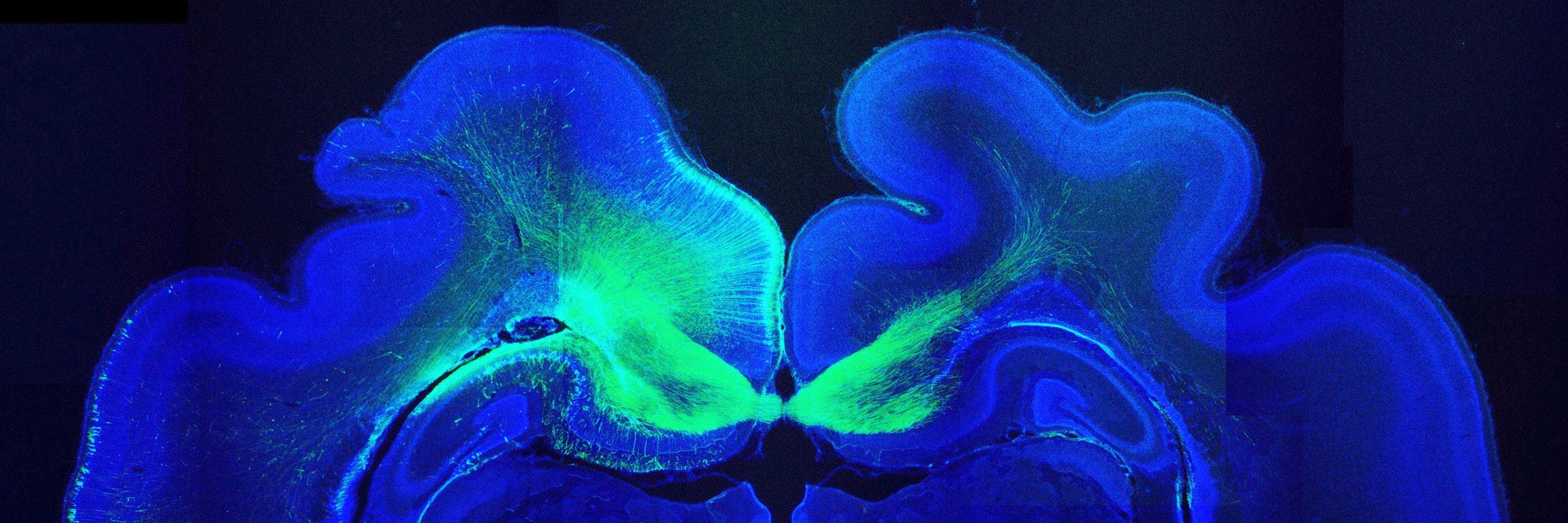 Borrell Lab