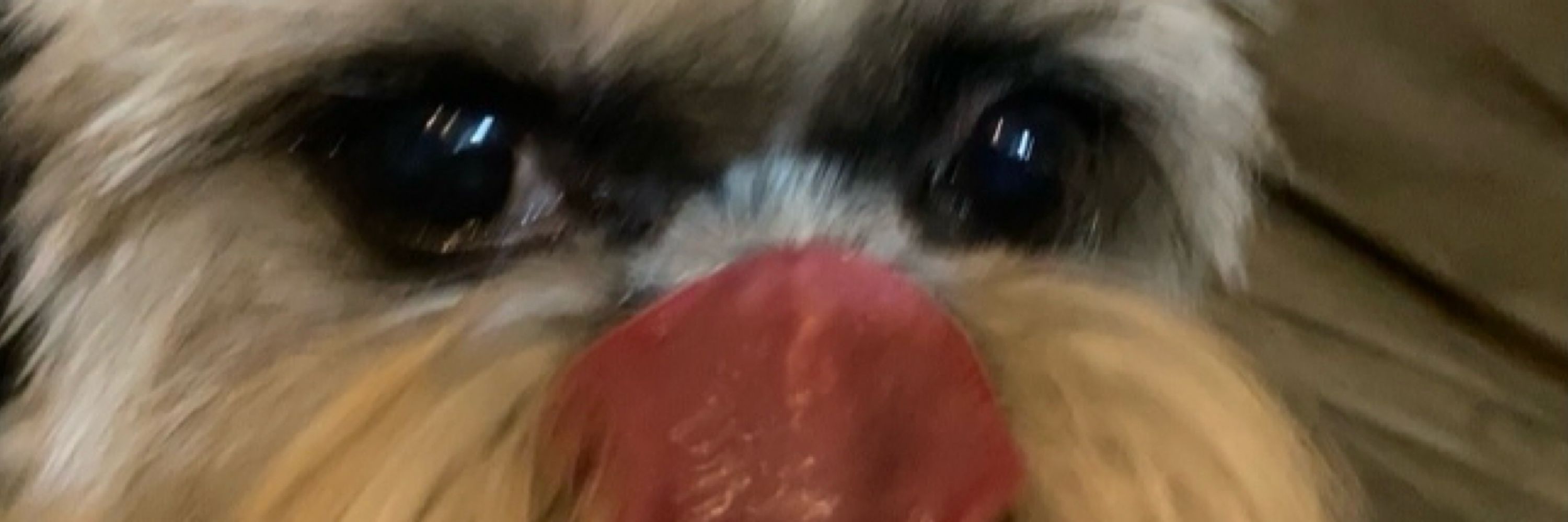 MiihQuete
