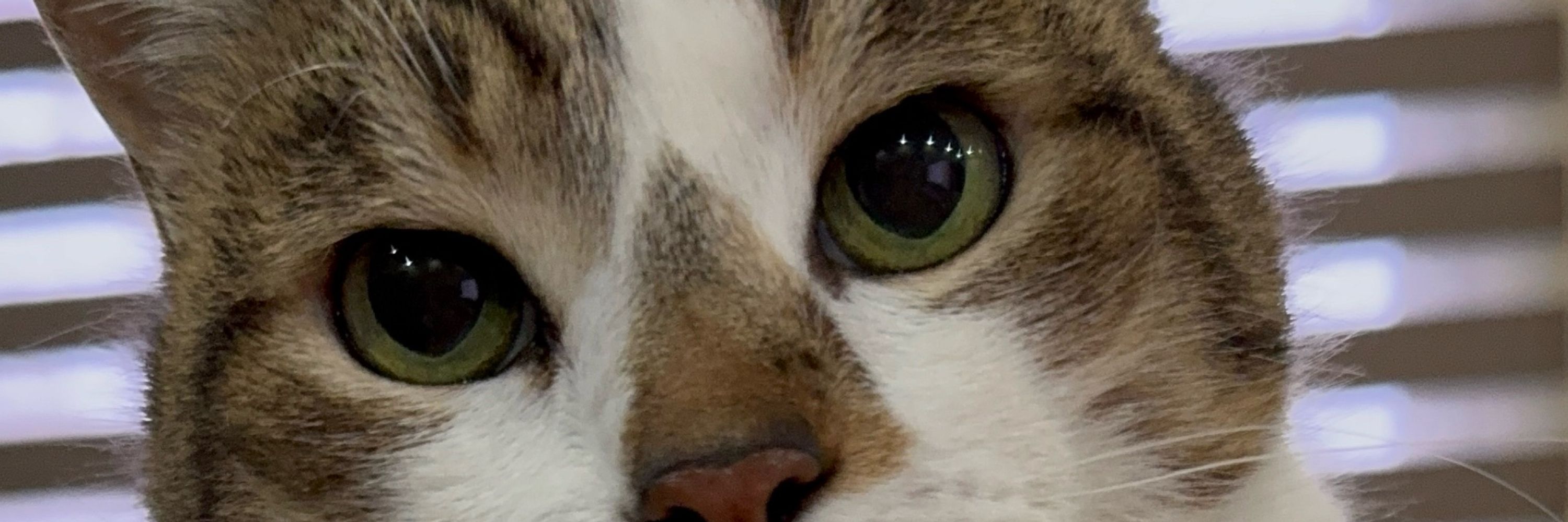 Nly