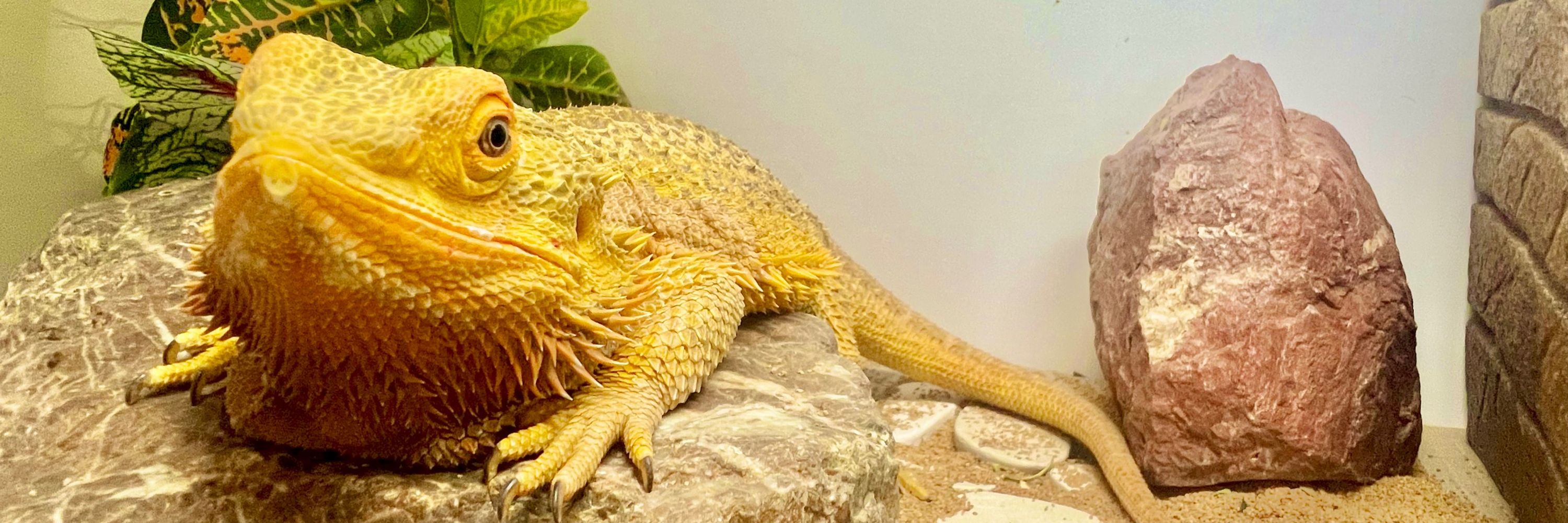 Sir Luke the Bearded Dragon A-Hole