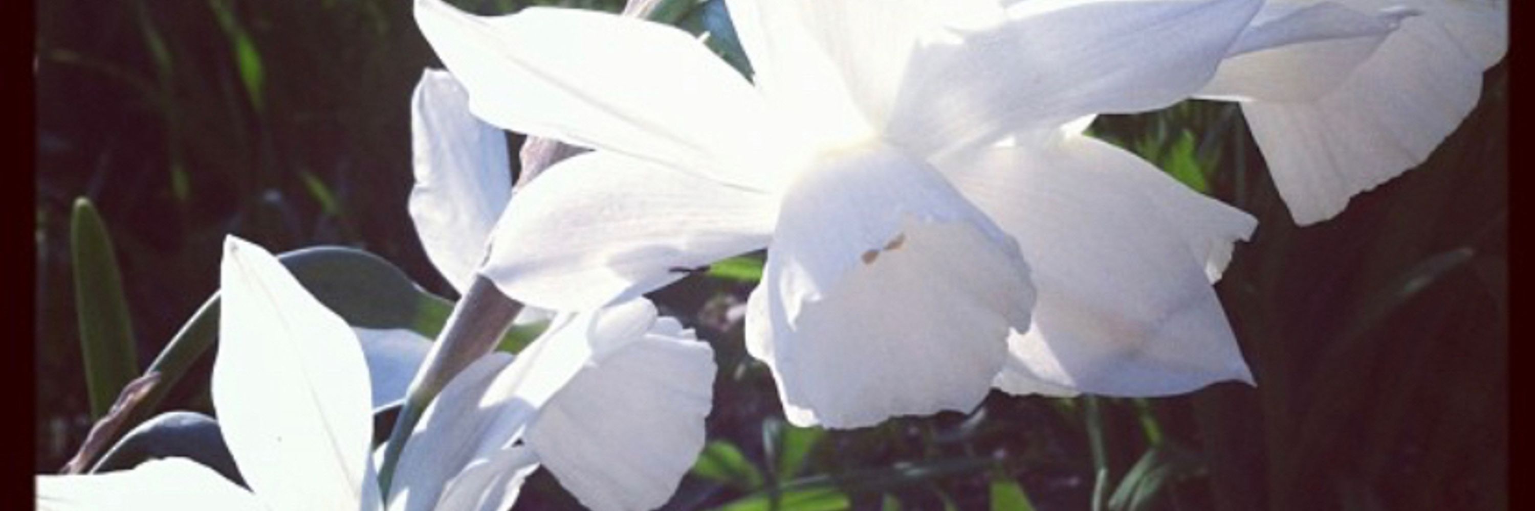 Clare S.