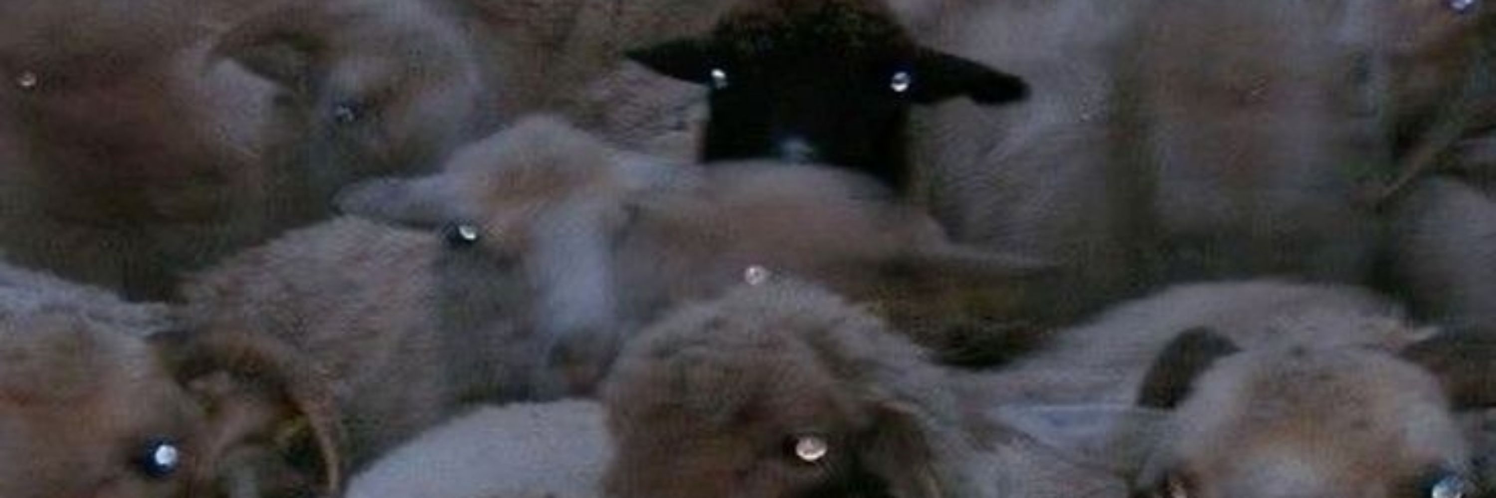 Lamb🐑🩸