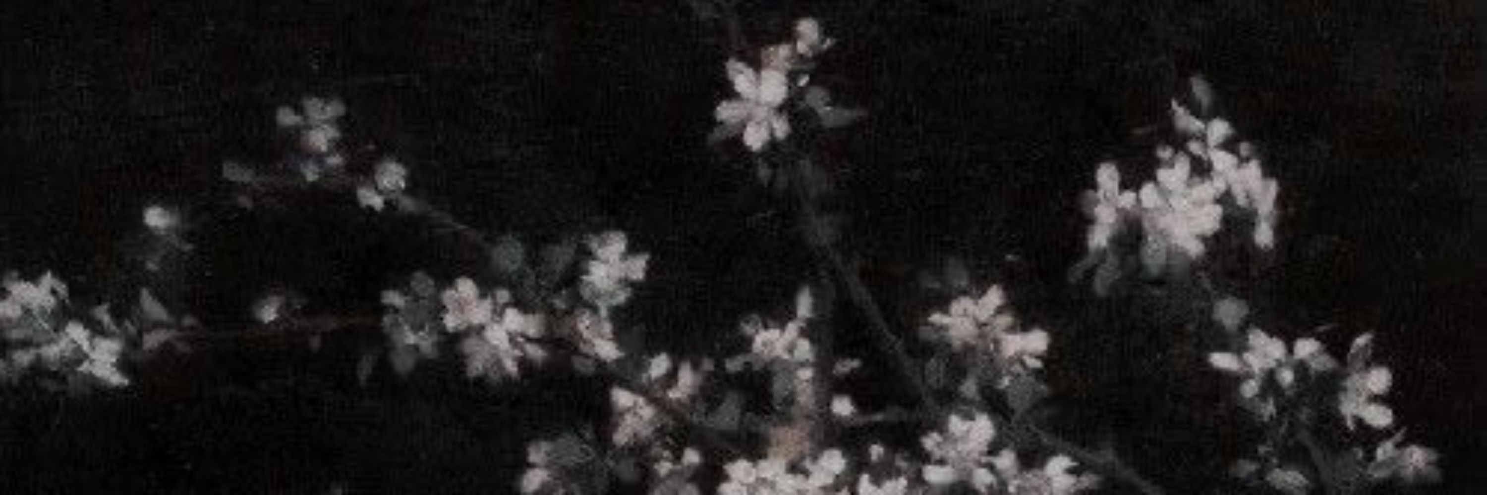 ★ 𝓜𝑒𝑜𝑤 . 🍷 . '