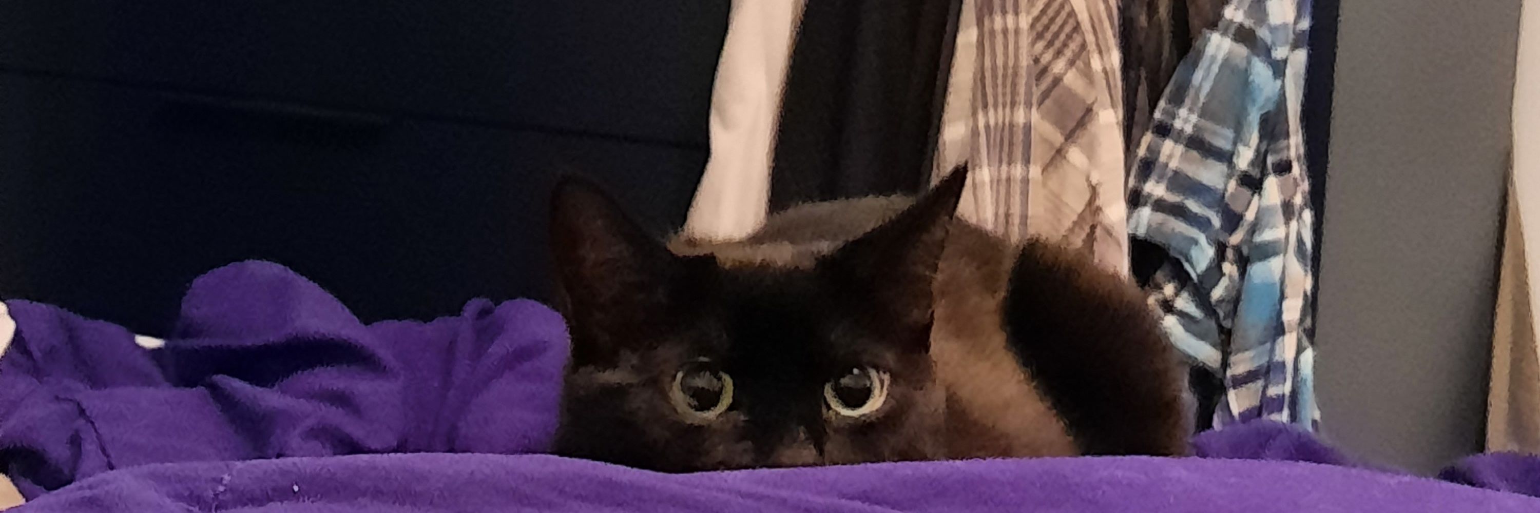 Ash