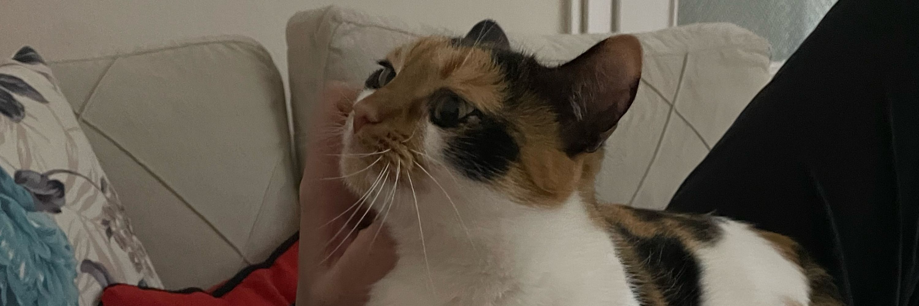 Minnoş 🍯