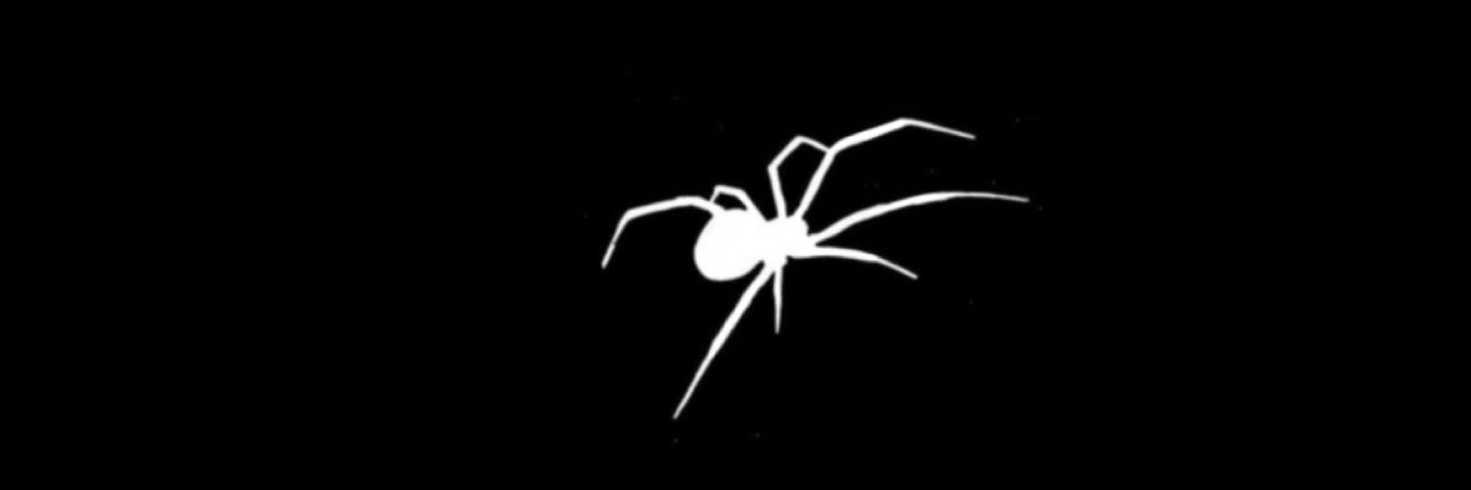 bella 🕷️