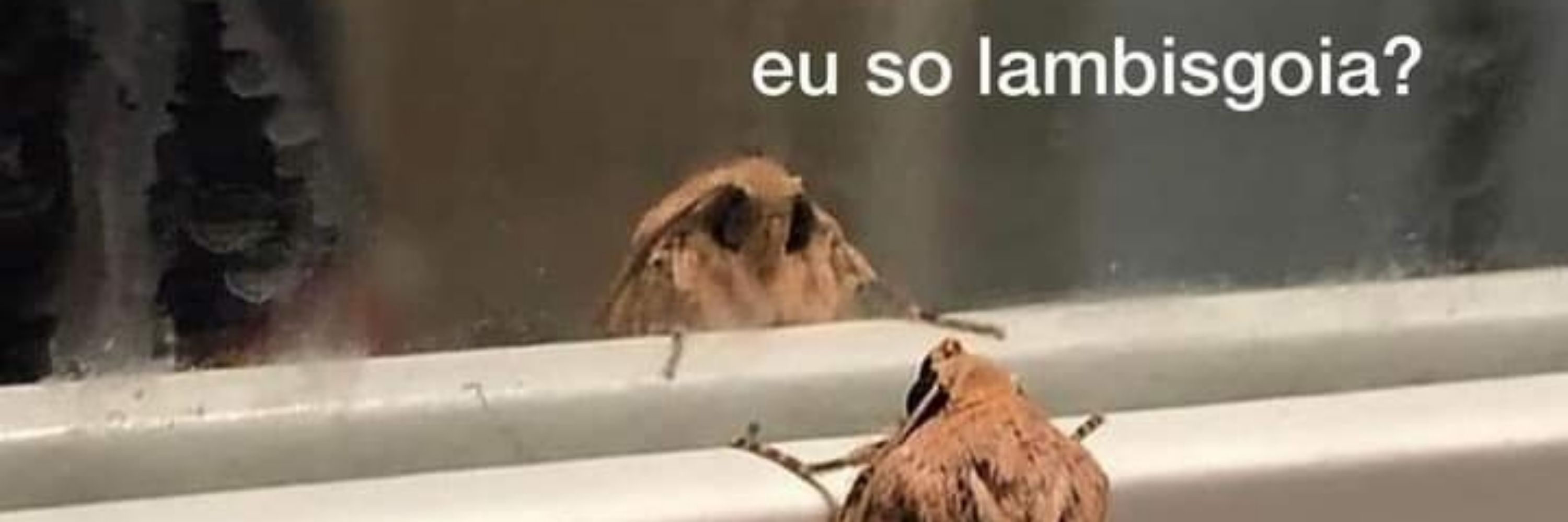Leonardo Barbosa 