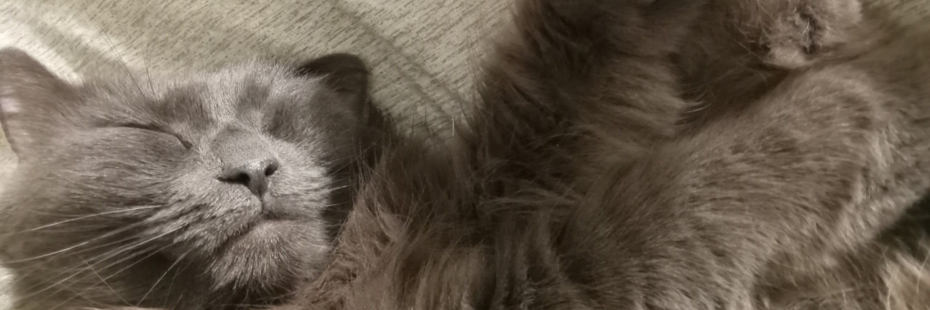 Cattrees Dev (break)