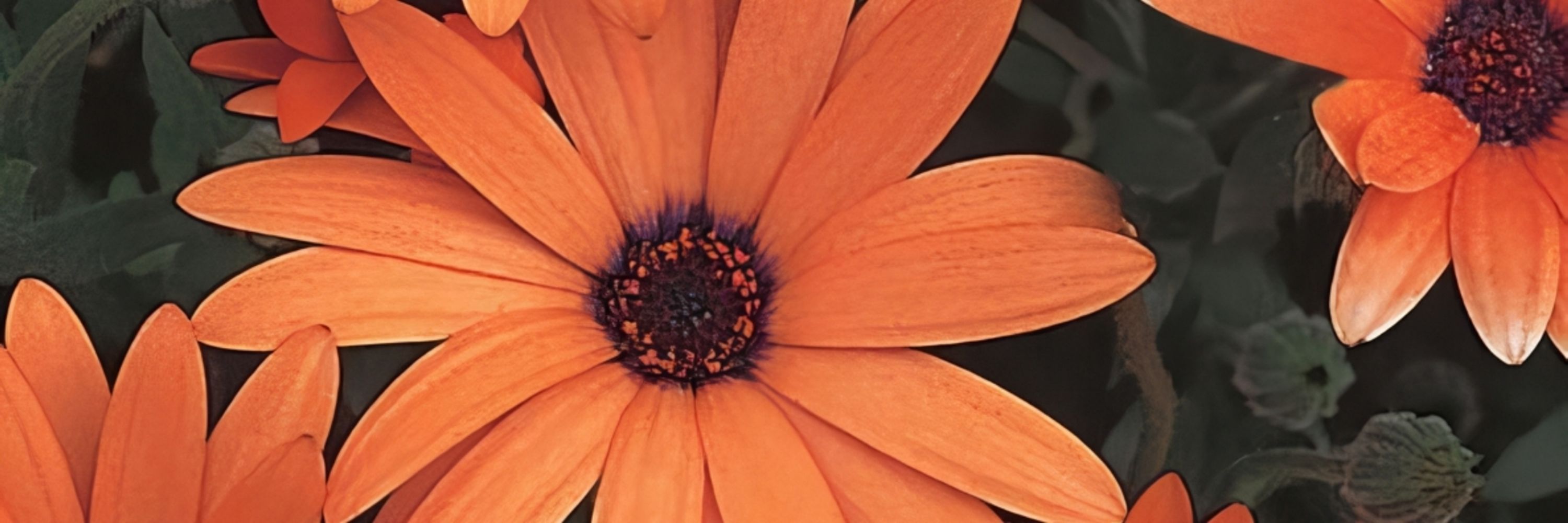 ⸺ 𝐶𝓪𝓷𝓭𝔂 𝐴𝓲𝓷𝓼𝔀𝓸𝓻𝓽𝓱 ❀
