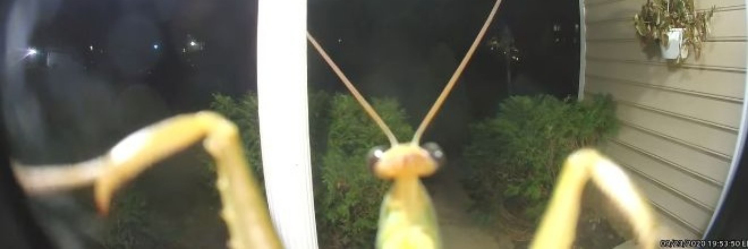 chili