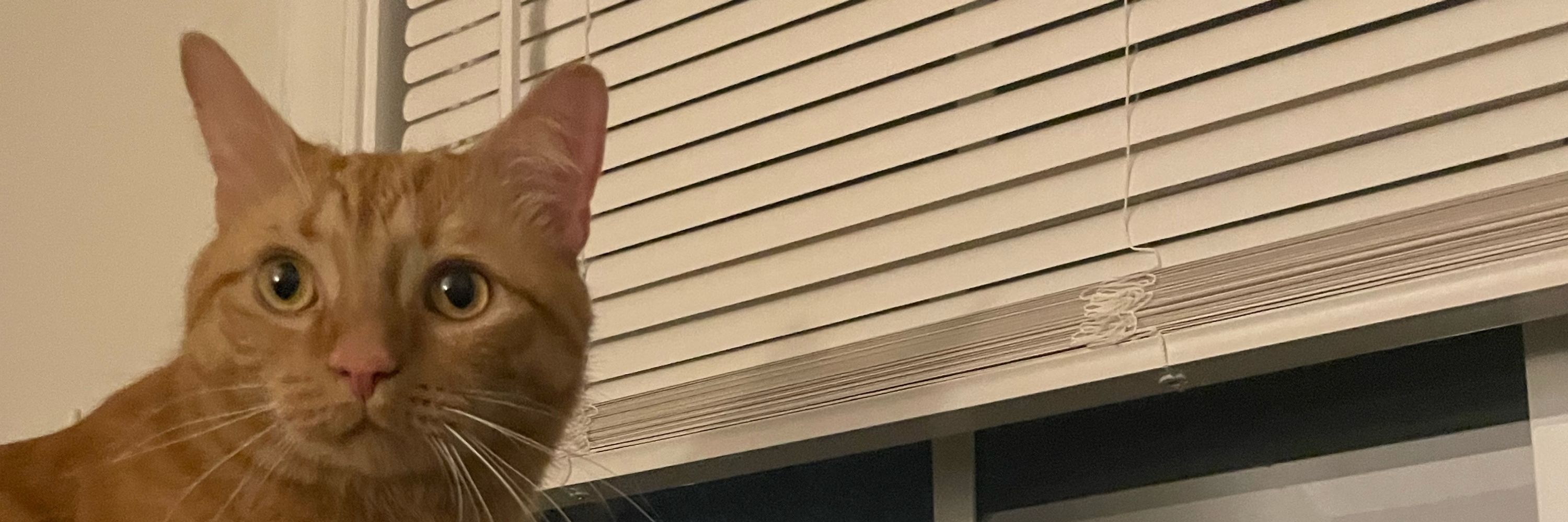 Smolbean