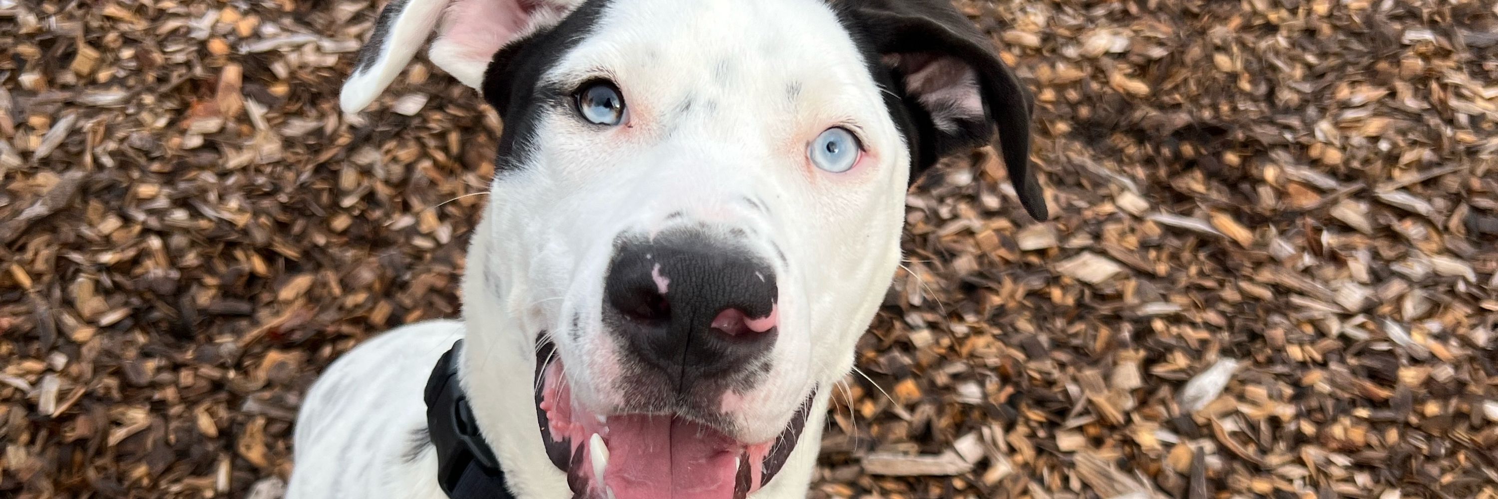 Guelph Humane Society