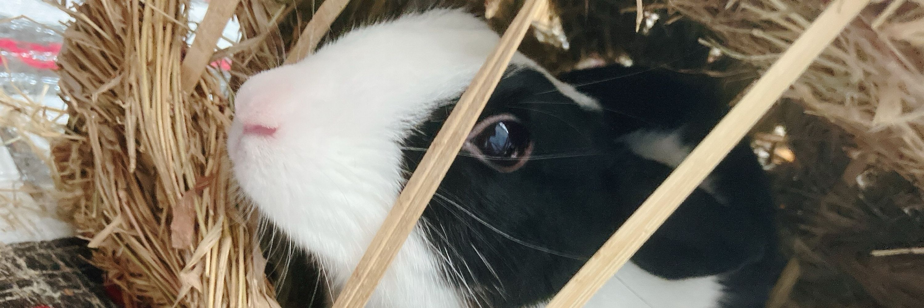 さ
