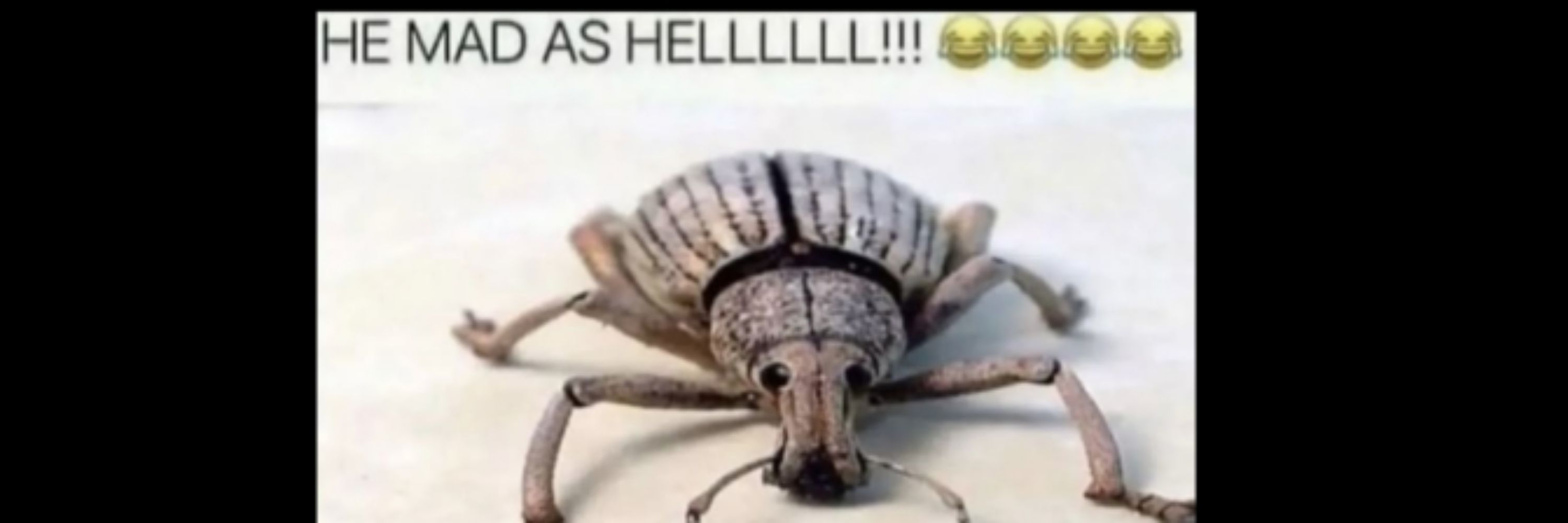 Pest 🕷️ Marsh