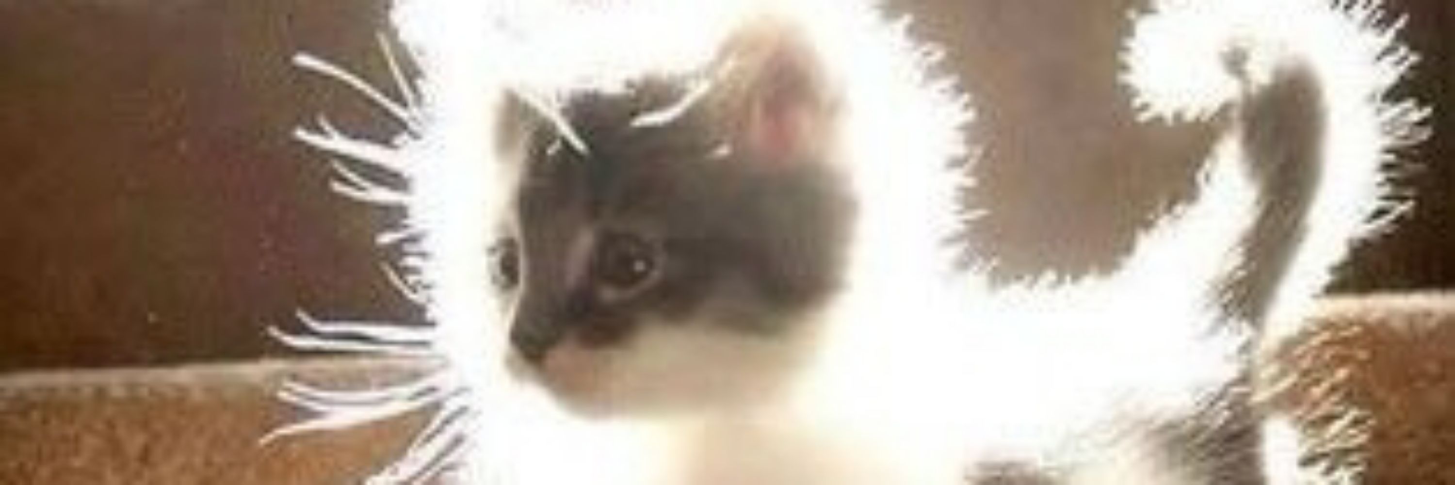 ShowYourCat