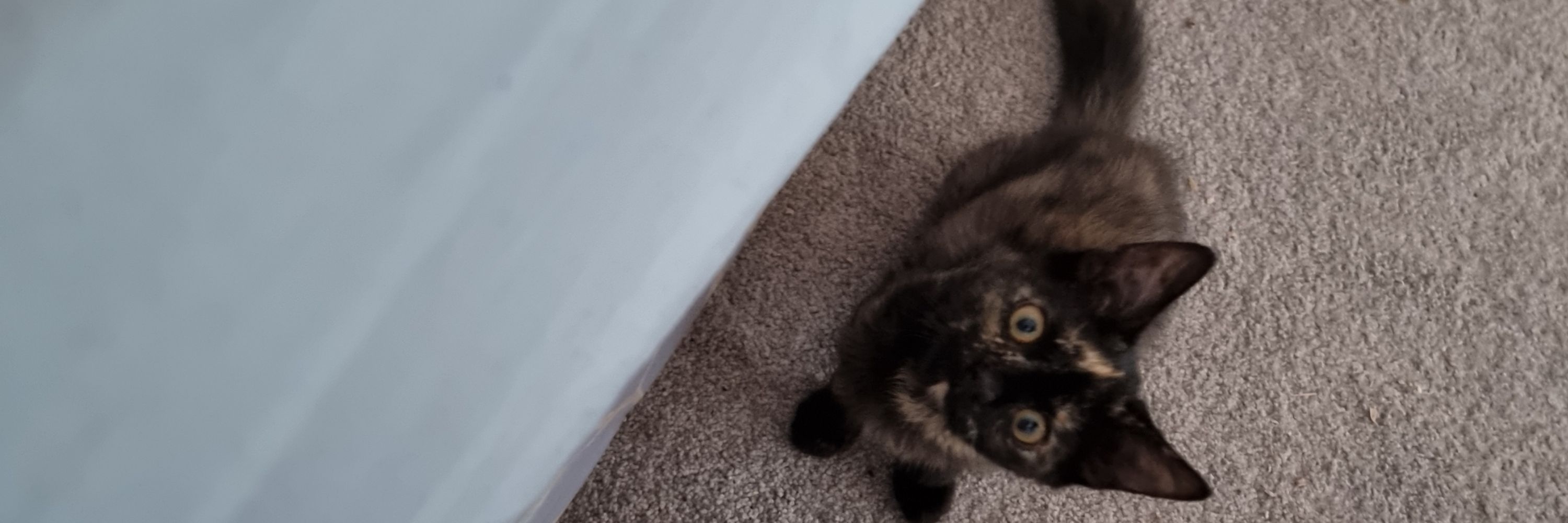 Evie